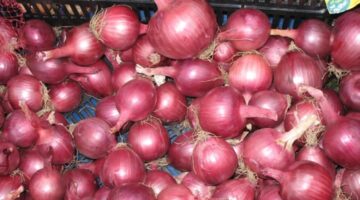 original red wing onion