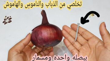 بصلة ومسمار للتخلص من الناموس والذباب والهاموش وأي حشرات