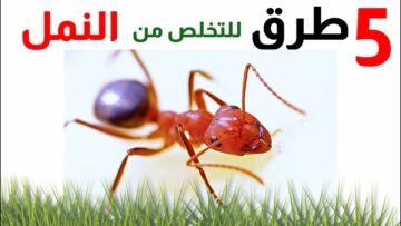 وصفة سحرية ستُخلصك من النمل في المطبخ والحمام وكل فوارق الشقة