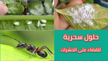 عشبة سحرية للقضاء علي جميع الحشرات في منزلك ومش هتلاقي نمل ولا صراصير