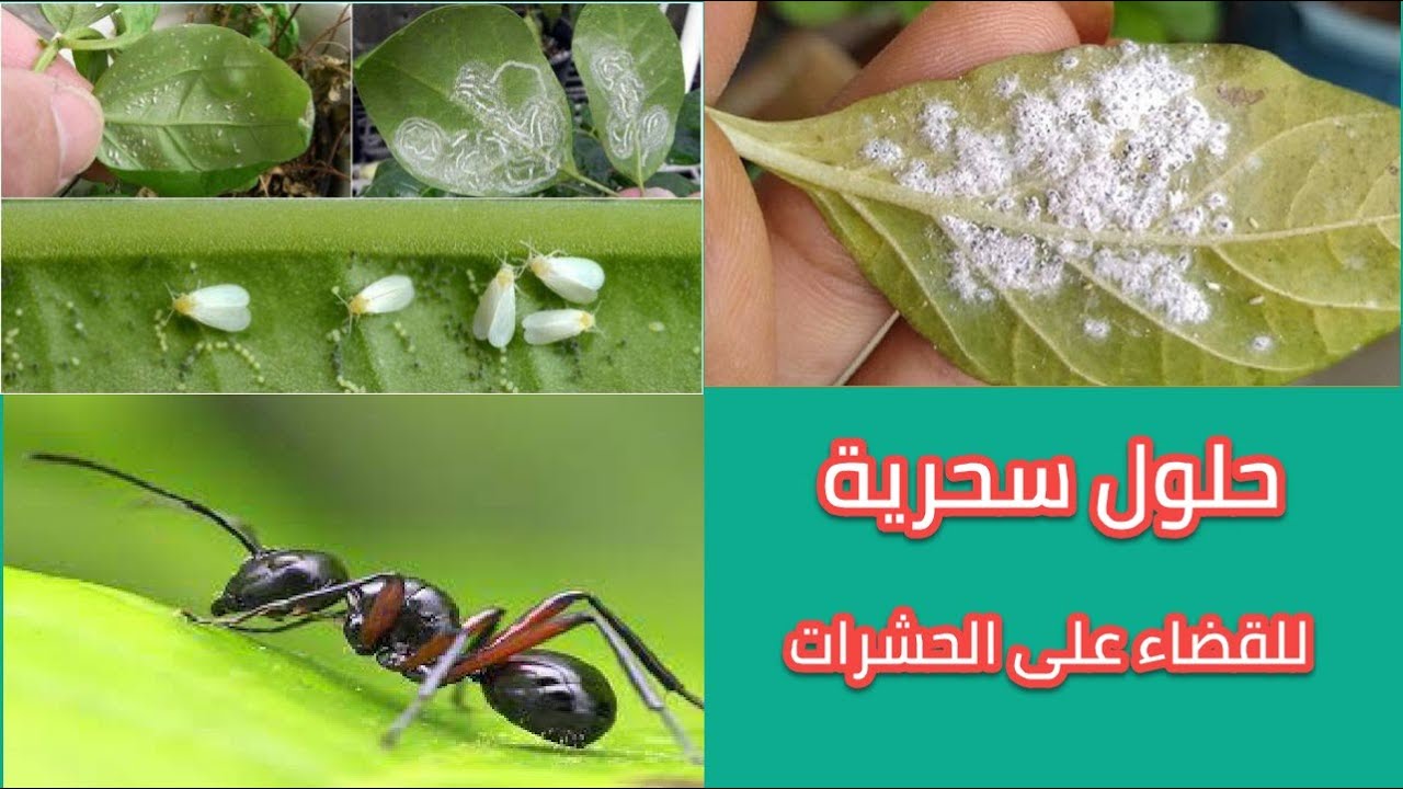 عشبة سحرية للقضاء علي جميع الحشرات في منزلك ومش هتلاقي نمل ولا صراصير 5 عشبة سحرية للقضاء علي جميع الحشرات في منزلك ومش هتلاقي نمل ولا صراصير