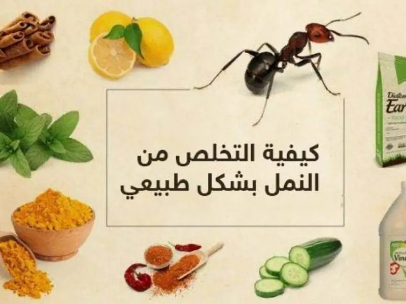 وصفة التخلص من النمل من منزلك بكل سهولة ومش هتلاقي نمل في أي مكان تاني 5 وصفة التخلص من النمل من منزلك بكل سهولة ومش هتلاقي نمل في أي مكان تاني