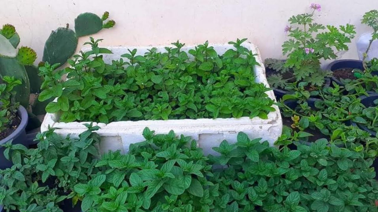بيتك هيبقي جنة.. إزرعي النعناع في بلكونتك بهذه الطريقة ولن تحتاجي لشرائه من السوق بعد اليوم 5 بيتك هيبقي جنة.. إزرعي النعناع في بلكونتك بهذه الطريقة ولن تحتاجي لشرائه من السوق بعد اليوم