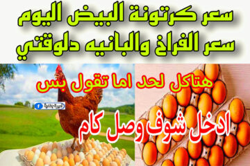 اسعار الدواجن اليوم الثلاثاء 28 نوفمبر 2023 + بكام اسعار الفراخ والبيض.. خزن على كيفك