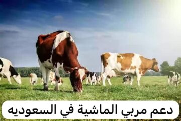 تقديم طلب دعم المواشي والحصول علي راتب شهري بالشروط الآتية