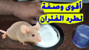 وداعاً للمصيدة.. تعرف على طريقة للقضاء على الفئران نهائيا بدون استخدام أي مواد كيميائية ضارة