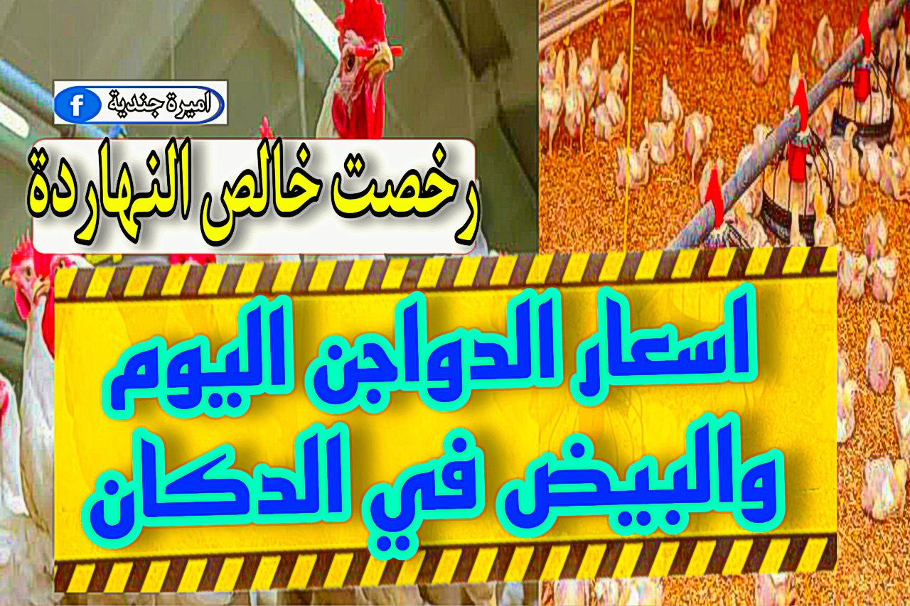 اسعار الدواجن اليوم الخميس 30 نوفمبر 2023 “البيض + البانيه + الكتكوت”.. وصلت كام الفراخ النهاردة