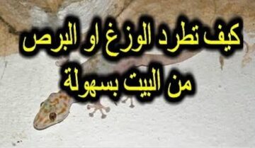 طرد البرص من البيت نهائيًا دون عودة او استخدام مواد كيميائية بطرق طبيعية.. مش هتشوفيهم تاني