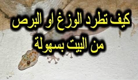 طرد البرص من البيت نهائيًا دون عودة او استخدام مواد كيميائية بطرق طبيعية.. مش هتشوفيهم تاني 5 طرد البرص من البيت نهائيًا دون عودة او استخدام مواد كيميائية بطرق طبيعية.. مش هتشوفيهم تاني