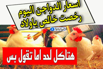اسعار الدواجن اليوم الاثنين 4 ديسمبر 2023 للمستهلك | بكام اسعار الفراخ في البورصة النهاردة