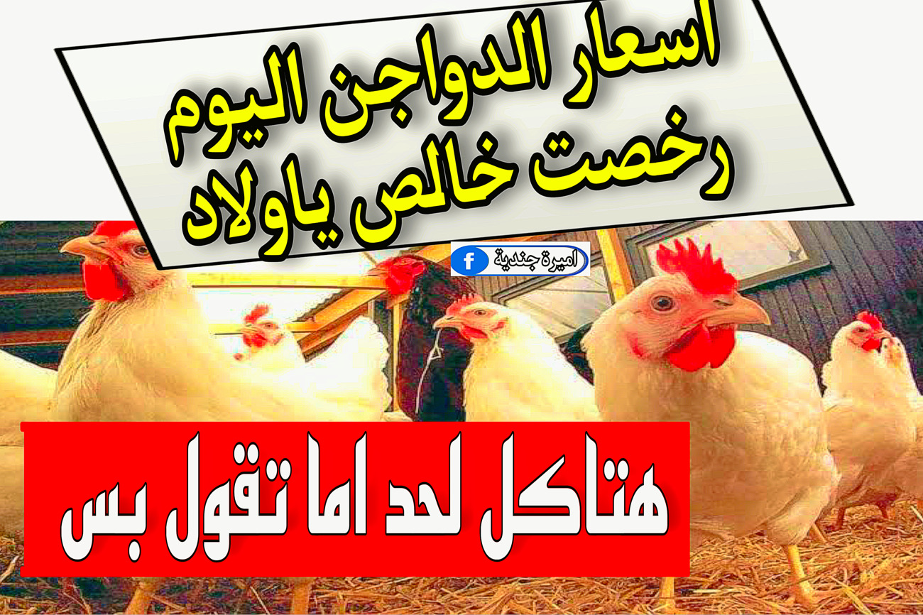 اسعار الدواجن اليوم الاثنين 4 ديسمبر 2023 للمستهلك | بكام اسعار الفراخ في البورصة النهاردة