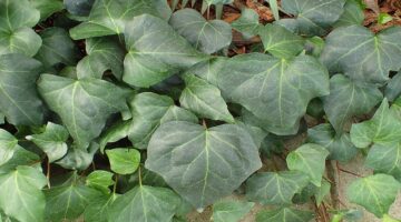 Hedera ملدةىalgeriensis kz01 1