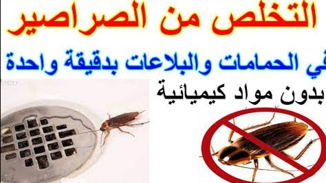 طريقة عمل عجينه الصراصير والنمل لطرد جميع الحشرات المنزلية في ثواني هتختفي تماماً