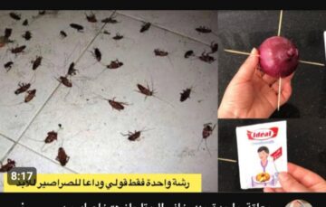 حطي معلقة واحدة خلف البوتاجاز وهتلاقي نتيجة جبارة.. تعرف على أفضل طرق للتخلص من الصراصير في المطبخ نهائياً