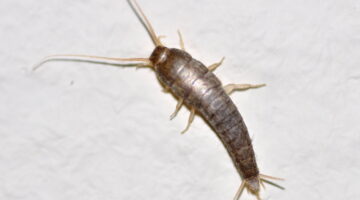 Lepisma saccharina 1a