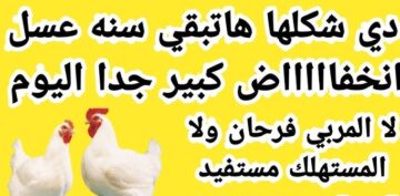 الفراخ بكام النهاردة … افرحوا وكله هياكل انخفاض سعر الدواجن في مصر اليوم الاثنين 13/11/2023