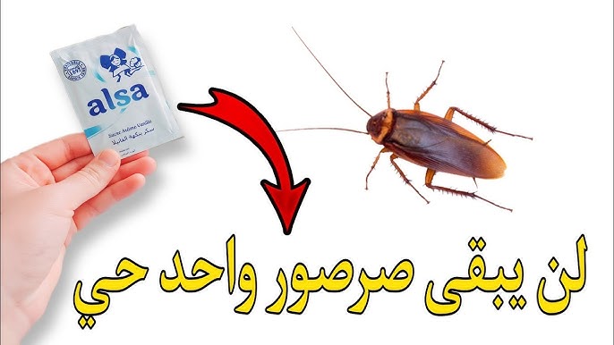 أقوي طرق فعالة للقضاء على الصراصير الصغيرة والحشرات داخل المنزل بدون رش كيماويات