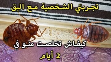 فكرة بمليون جنية.. التخلص من البق والزواحف نهائيا بسرعة الصاروخ بدون مبيدات ولا تكاليف جربيها ومش هتندمى