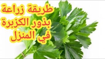 كيف تزرع الكزبرة في منزلك بخطوات بسيطة ومضمونة؟