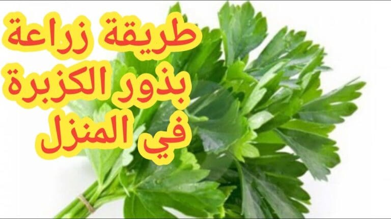 كيف تزرع الكزبرة في منزلك بخطوات بسيطة ومضمونة؟