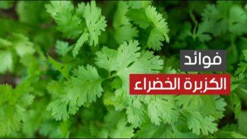 تطهر الجسم وتقضي على الإسهال .. فوائد الكزبرة الخضراء ستجعلك تتناولها يومياً