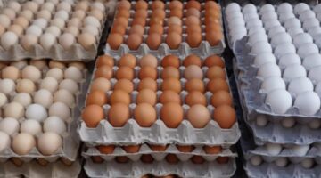 أسعار البيض اليوم