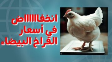 أسعار الدواجن اليوم 2