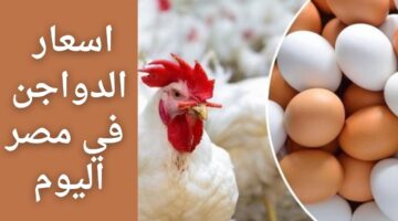 أسعار الفراخ اليوم 1