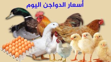 الكيلو بقى بكام ؟.. أسعار الدواجن والبيض اليوم السبت 25 نوفمبر 2023 بالأسواق