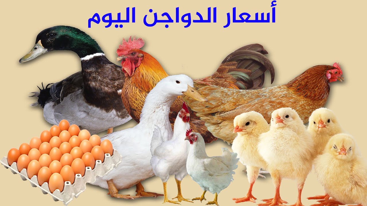 الكيلو بقى بكام ؟.. أسعار الدواجن والبيض اليوم السبت 25 نوفمبر 2023 بالأسواق