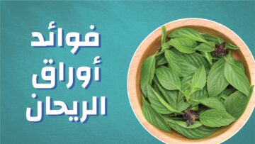 منها علاج الصداع وعلاج اضطرابات المعدة .. فوائد أوراق الريحان الطازجة