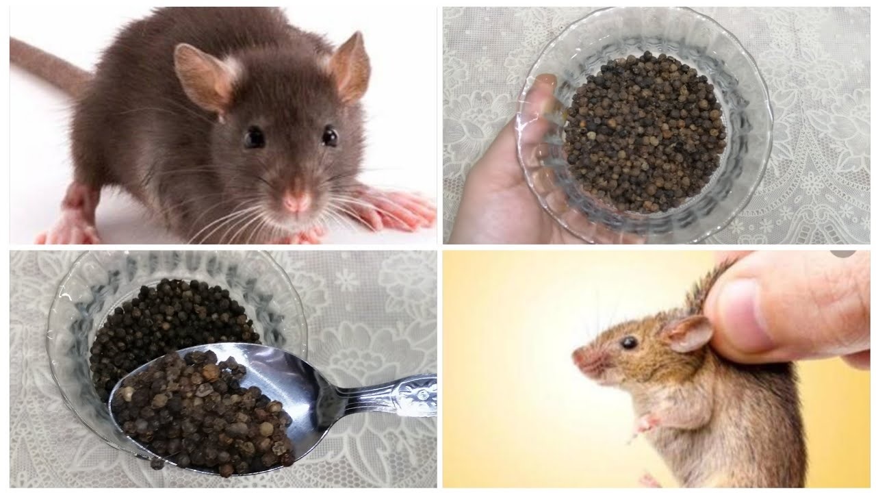 مكون ميخطرش على بالك لطرد الفئران من البيت بشكل نهائي وبدون لمس وبطريقة مضمونة 5 مكون ميخطرش على بالك لطرد الفئران من البيت بشكل نهائي وبدون لمس وبطريقة مضمونة