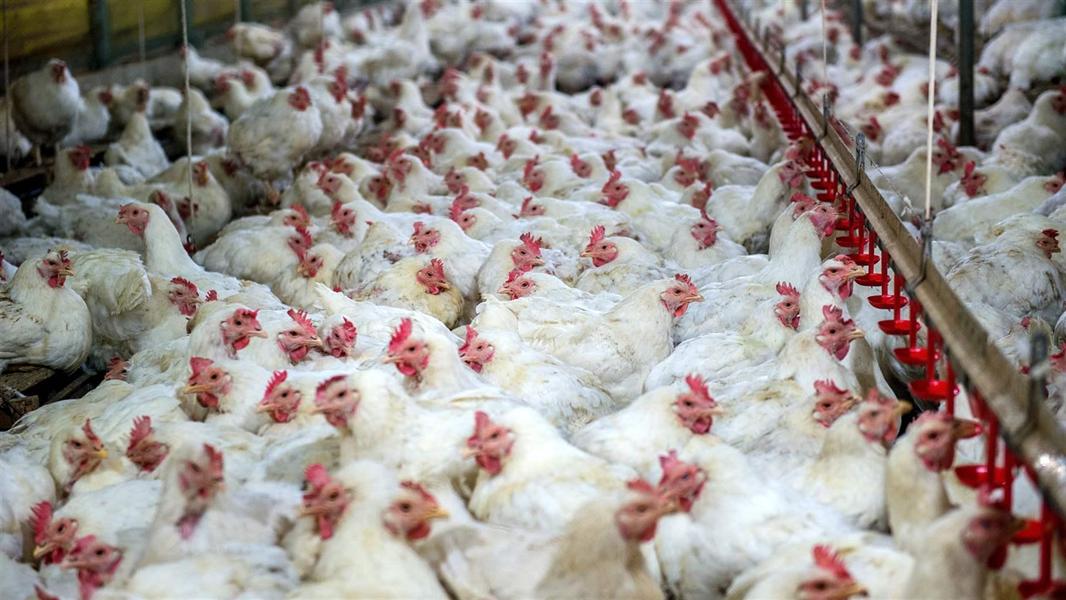 “طفرة جديدة في نص الشهر”.. ارتفاع جديد في أسعار الدواجن الفراخ البيضاء والبانية والأوراك ..شوف بكم