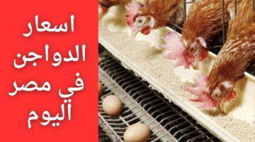 اسعار الدواجن في مصر