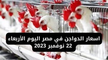اسعار الدواجن في مصر اليوم الأربعاء 22 نوفمبر 2023