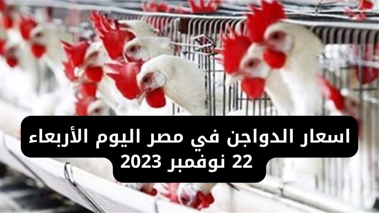 رايحة على فين يا فراخ تاني.. قفزة في أسعار الدواجن في مصر اليوم الأربعاء 22 نوفمبر 2023 في المحلات للمواطنين 5 رايحة على فين يا فراخ تاني.. قفزة في أسعار الدواجن في مصر اليوم الأربعاء 22 نوفمبر 2023 في المحلات للمواطنين