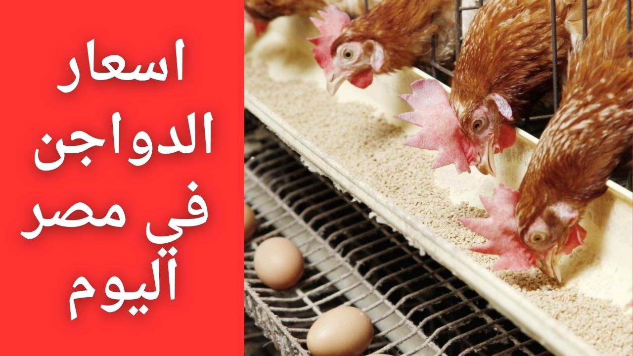 طالعة نازلة محيرة الناس.. أسعار الدواجن في مصر اليوم الاثنين 20 نوفمبر 2023 اعرف سعر كيلو الفراخ البيضاء والكتكوت 5 طالعة نازلة محيرة الناس.. أسعار الدواجن في مصر اليوم الاثنين 20 نوفمبر 2023 اعرف سعر كيلو الفراخ البيضاء والكتكوت