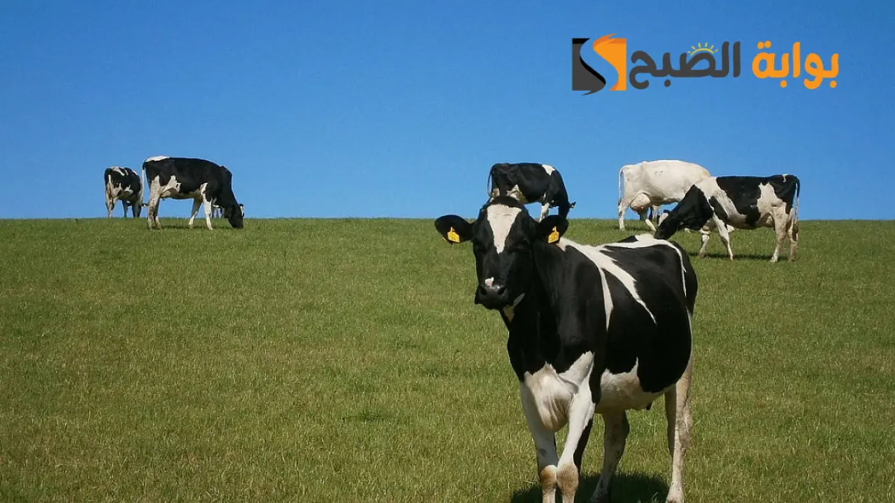 ما هي شروط التسجيل في برنامج دعم المواوشي .. وكيفية التسجيل 1445 ؟