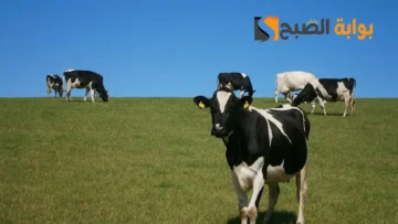 رابط الاستعلام عن دعم المواشي وتحديث بيانات المستفيدين 1445
