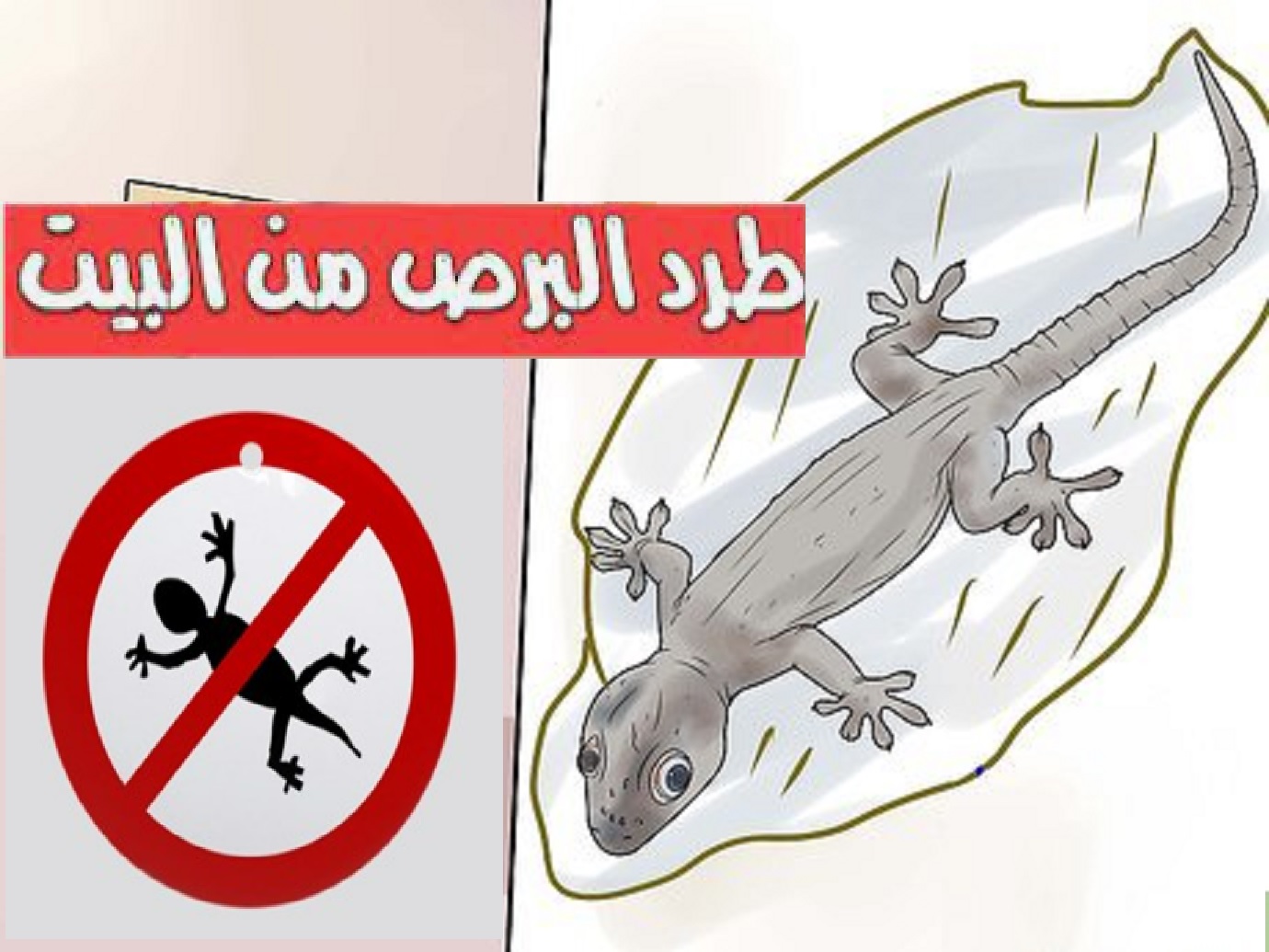 "مش هيهوب ناحية بيتك".. 4 حيل سحرية لطرد البرص من المنزل في لمح البصر 5 “مش هيهوب ناحية بيتك”.. 4 حيل سحرية لطرد البرص من المنزل في لمح البصر