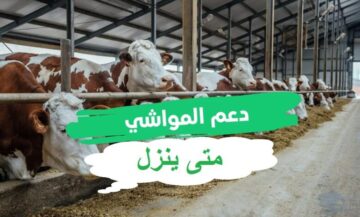 كيفية التقديم في دعم المواشي بالسعودية 1445 لدعم صغار مزارعي الثروة الحيوانية