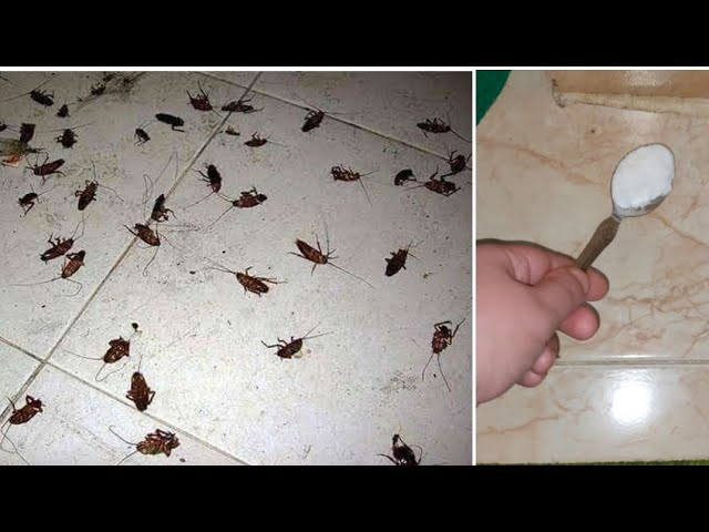 القضاء على الصراصير بملعقة واحدة خلف البوتاجاز...طريقة مدهشة للتخلص منها نهائياً 5 القضاء على الصراصير بملعقة واحدة خلف البوتاجاز…طريقة مدهشة للتخلص منها نهائياً