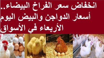 الفراخ تفرح الجميع … بشرى خير للمواطنين انخفاض أسعار الدواجن في مصر وتوقعات الخبراء حول الفترة المقبلة
