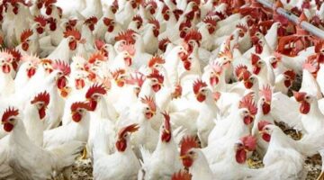 انخفاض أسعار الدواجن في مصر 2