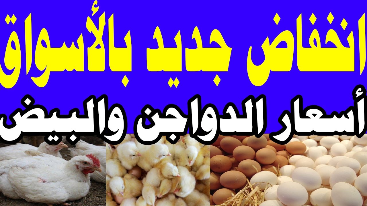 الفراخ لسه بتفرحنا .. انخفاض جديد في أسعار الدواجن بمصر اليوم وفقًا لمبادرة خفض الأسعار 5 الفراخ لسه بتفرحنا .. انخفاض جديد في أسعار الدواجن بمصر اليوم وفقًا لمبادرة خفض الأسعار