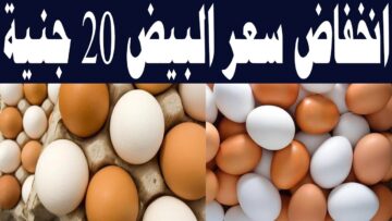“هتوصل 80 جنيه معقولة؟!”.. الحكومة توضح مصير سعر كرتونة البيض وهل ممكن يوصل لـ 80 تاني؟