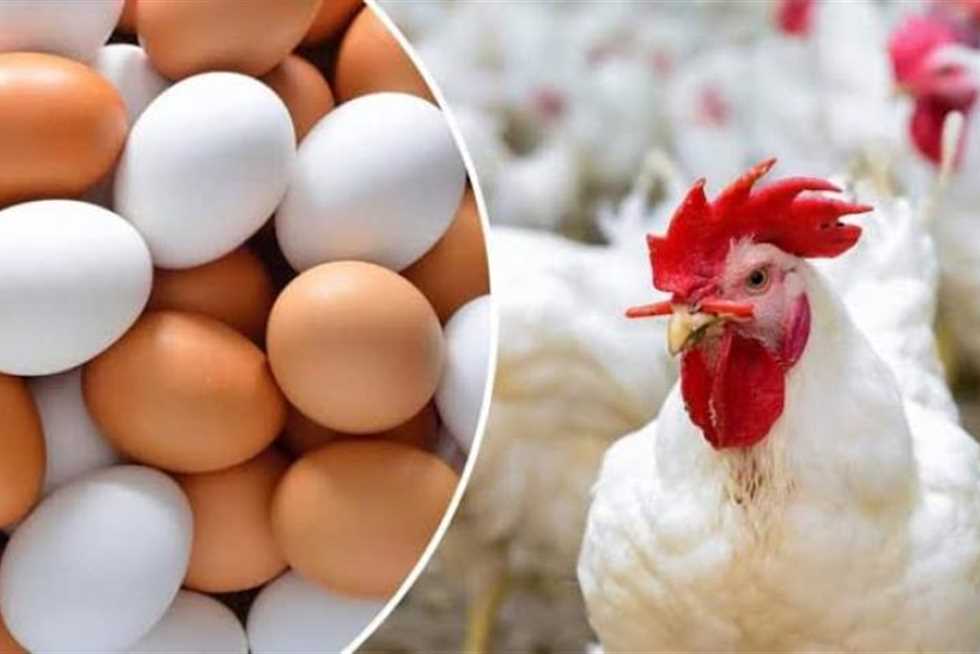 أسعار الدواجن والبيض والكتاكيت اليوم السبت 11-11-2023 في مصر