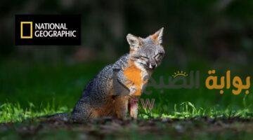 تردد قناة National geographic الجديد