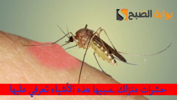 حشرات منزلك..سببها هذه الأشياء تعرفي عليها