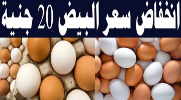 سعر البيض في مصر اليوم